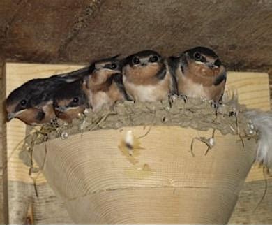 Barn swallow, natural pest control. barn swallow nest cups for sale | artificial nesting cups ...