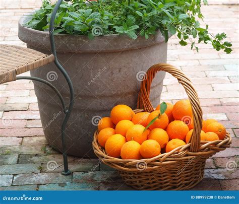 Harvest Basket Of Oranges And A Pot Of Herbs Stock Photo Image Of