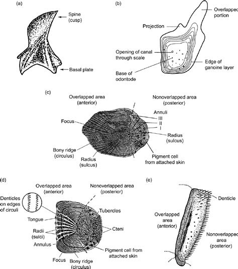 Individual Fish Scales Showing Some Morphological Features Of Major