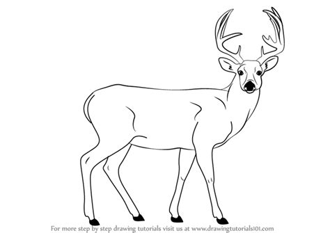 How To Draw A Deer Easy Step By Step Phebe Spradlin