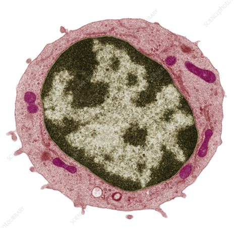 Small Lymphocyte Tem Stock Image C0011825 Science Photo Library