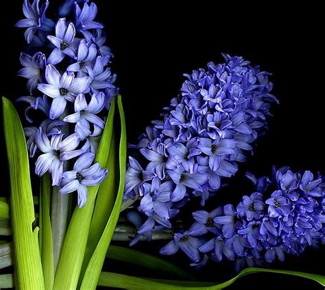 ღ ღ Flowers Hyacinths Blue Colour Hd Wallpaper Peakpx