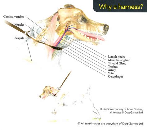 Dog Neck Anatomy