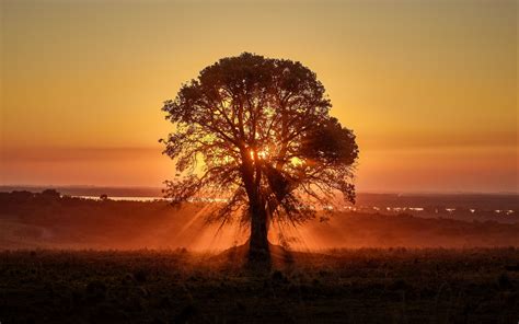 Download Wallpaper 3840x2400 Tree Sunlight Rays Sunset 4k Ultra Hd