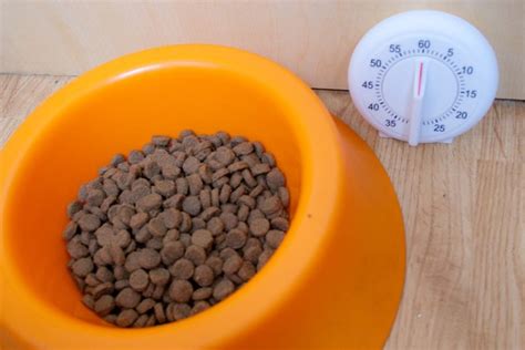 Remember that each child's readiness depends on his own rate of development. When to Start Feeding Puppies Solid Food? | Cuteness