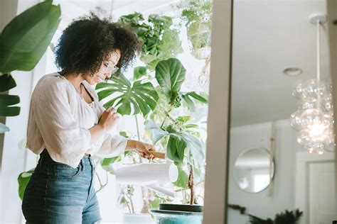 10 Of The Best Large Indoor Plants And How To Care For Them Better