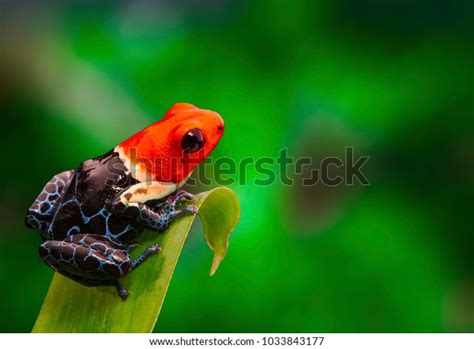 Red Headed Poison Dart Frog Ranitomeya Stock Photo 1033843177