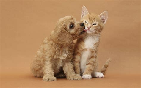 Kitty Puppy Love Cute Puppies And Kittens Cute Kittens Images Cute Cats