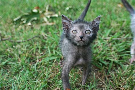 The Lykoi Is A Breed Of Cat That Is Said To Resemble A Werewolf R Werewolves