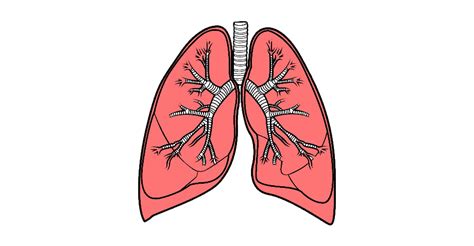 Lungs Png High Quality Image Free Png Pack Download