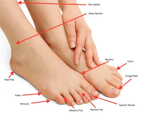 Overview Of Foot And Ankle Problems Premier Foot And Ankle Center