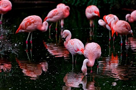 Flamingo Flock Flamingoes Hd Wallpaper Wallpaper Flare