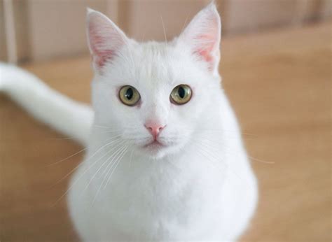 Deafness is far more common in white cats than in those with other coat colours. The Best White Cat Breeds to Keep as Pets