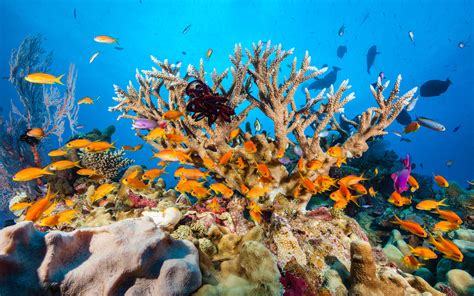 Great Barrier Reef Faces ‘severe Coral Bleaching Photos