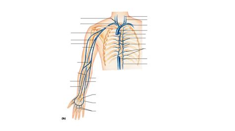 Human Arm Vein Diagram Quizlet