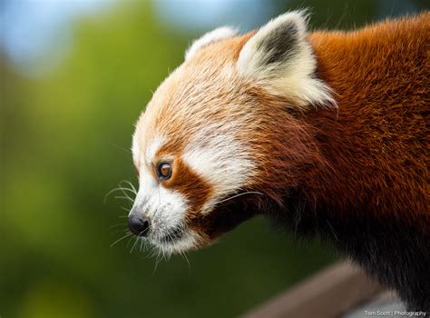 Red Panda Lake District Wildlife Park Bassenthwaite Kes Flickr