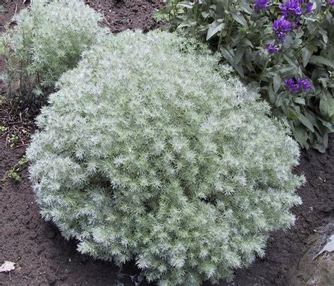 Top 10 Silver Foliage Plants