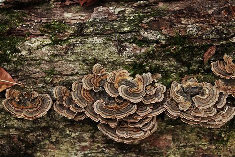 turkey tail mushroom on a mossy log photograph by kayla cox pixels