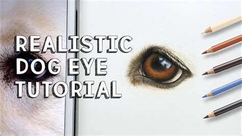 How To Draw A Realistic Dog Eye In Coloured Pencil Step By Step