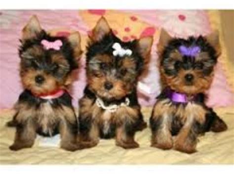 Submitted 1 day ago by earlwii67. potty trained Teacup Yorkie Puppies ready - Animals - Chattanooga - Tennessee - announcement-26238