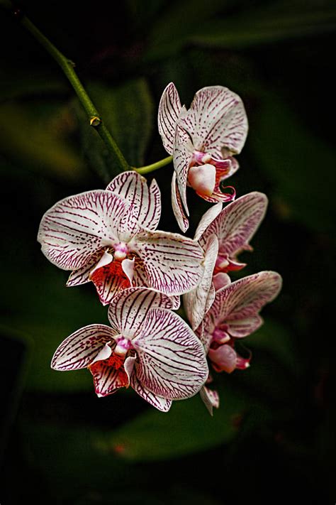 Magenta Striped Orchids Photograph By Terry Fleckney