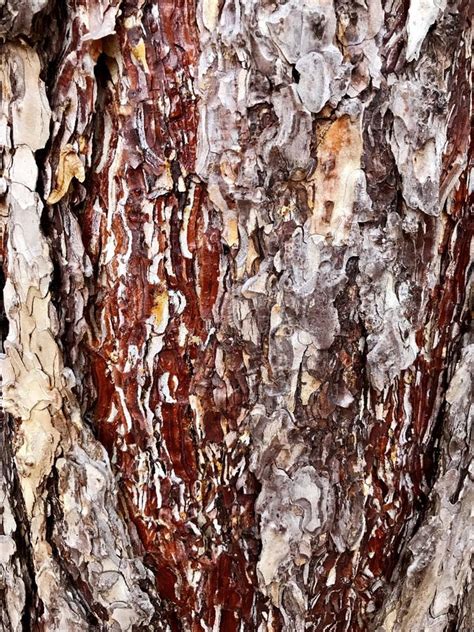 Close Up Of A Pine Tree Bark Stock Image Image Of Pine Close 204740289