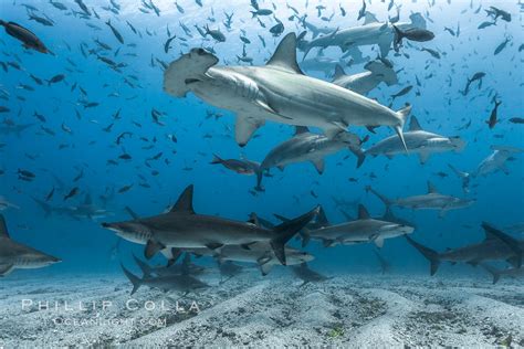 Scalloped Hammerhead Sharks Schooling Over Sand Galapagos Sphyrna