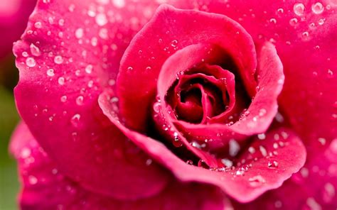 1920x1200 Rose Flower Drops Petals Pink Wallpaper