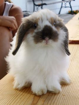The american fuzzy lop rabbit is a small, round, wooly rabbit weighing up to about three and a half to four pounds. Rabbit - American Fuzzy Lop (With images) | American fuzzy ...