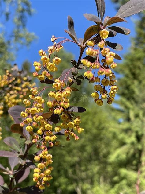 Yellow Barberry Flowers Stock Image Image Of Leaf Spring 246155835