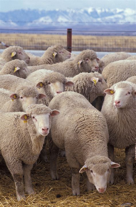 Domestic Sheep Ovis Aries Wiki Display Full Image
