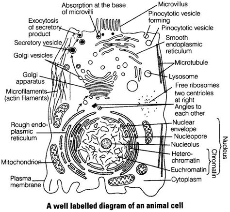 Check spelling or type a new query. NCERT Exemplar Problems Class 9 Science - The Fundamental ...