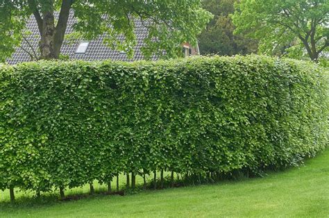 Fast Growing Hedges