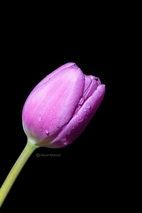 Close Up Photography Of Unbloom Purple Tulip Flower Hd Wallpaper