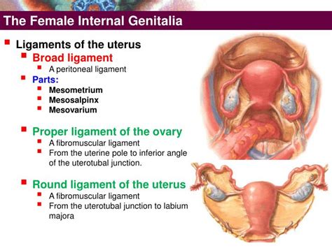 Continuous with cavity of body at internal os (lower vaginal opening = external os). PPT - The Female External Genitalia PowerPoint ...