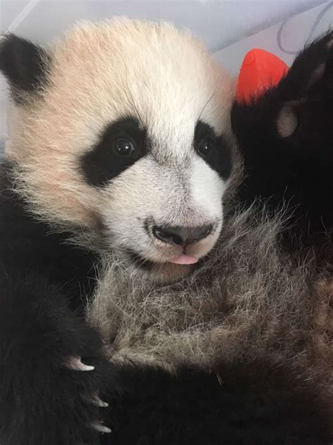 Panda Updates Monday May 22 Zoo Atlanta