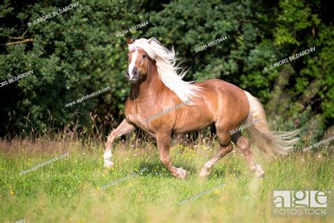 Black Forest Horse Chestnut Gelding Trotting On A Meadow Germany