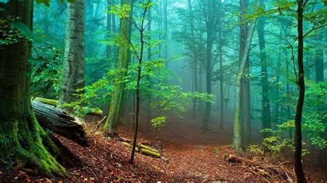 Nature Trees Forest Woods Magic Wallpaper 1920×1080 1080p Widescreen