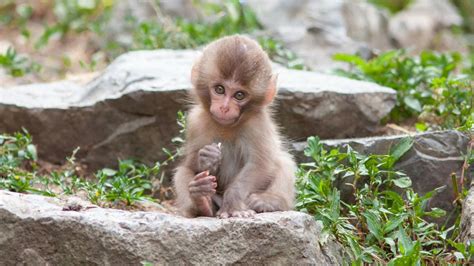 Pictures Of Baby Monkeys Wallpaper In Hd Hd Wallpapers For Free