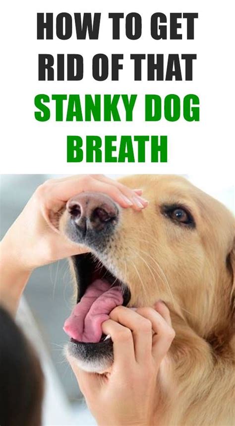 How To Fix A Dogs Bad Breath Bad Dog Breath Dog Bad Breath Remedy