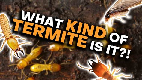 How To Tell Termites Apart Youtube
