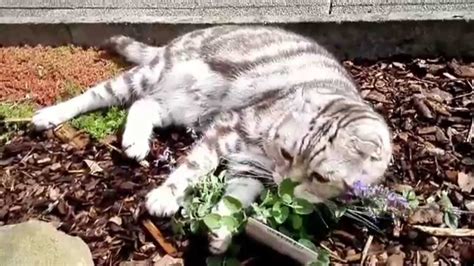 Katze Auf Drogen Katzenminze Cats On Drugs Funny Video Youtube