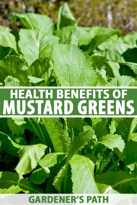 Health Benefits Of Mustard Greens Gardeners Path