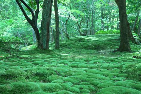 Moss Garden At Saihoji Temple Kyoto Japan Travel Guide Jw Web Magazine