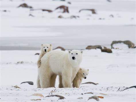 Premium Photo Two Polar Bears Playing With Each Other In The Snow