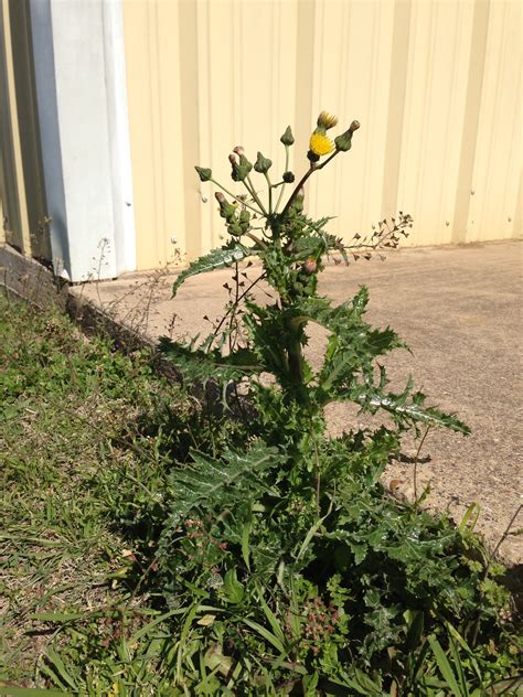 Weed Of The Week Spiny Sow Thistle Annual Forage Fax