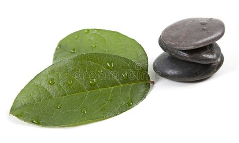 Zen Stones And Leaves With Water Stock Image Image Of Fresh