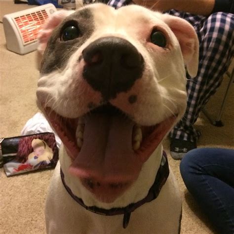 10 Ways Your Dog Shows You That They Love To Laugh Barkpost