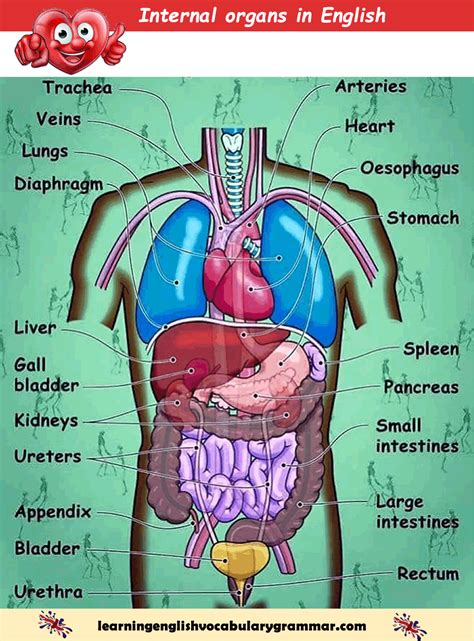Internal Organs Of The Human Body List Pdf Human Body Vocabulary