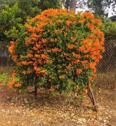 Stunning Sankrant Vel Flame Vine Add A Pop Of Color To Your Garden T